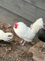 Java kriel haantje, Dieren en Toebehoren, Pluimvee, Mannelijk, Kip