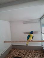 Te koop mutatie splendid en roze en rubin bourkes parkieten, Dieren en Toebehoren, Meerdere dieren, Parkiet