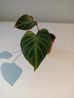 philodendron verrucosum incensi, Huis en Inrichting, Kamerplanten, Ophalen, Overige soorten, Minder dan 100 cm