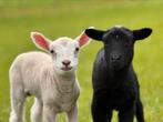 2 ram lammetjes, schapen, kruising maasduin x zwartbles, Dieren en Toebehoren, Schapen, Geiten en Varkens, Meerdere dieren, Schaap