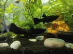 3 black molly's