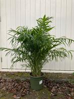 Mooie Areca Palm in Pot, Ophalen, 100 tot 150 cm, Palm, Halfschaduw