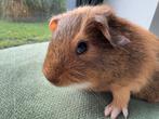 Lief beertje Jeroen, Dieren en Toebehoren, September, Mannelijk, Cavia