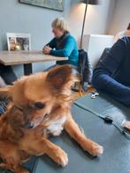 Gezocht een oppas voor chihuahua in de buurt van Sittard., Dieren en Toebehoren, Ophalen of Verzenden
