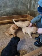 prachtige forse labrador pups, 8 tot 15 weken, Labrador retriever, Meerdere, Meerdere dieren