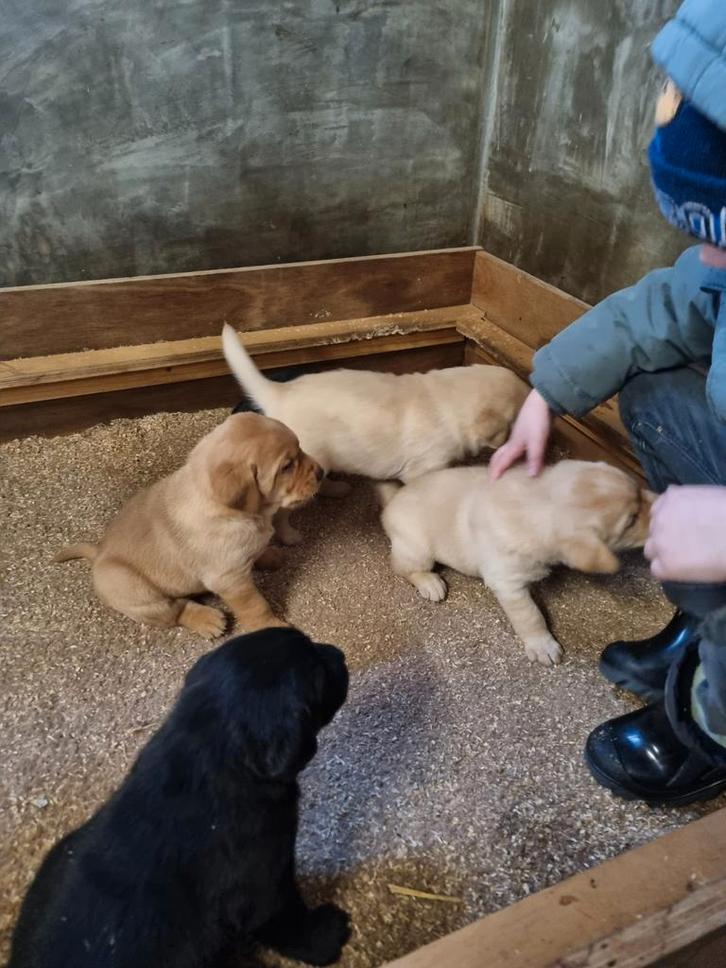 prachtige forse labrador pups, Dieren en Toebehoren, Honden | Retrievers, Spaniëls en Waterhonden, Meerdere dieren, Labrador retriever