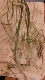 Vallisneria spiralis, Dieren en Toebehoren, Vissen | Aquaria en Toebehoren, Ophalen, Zo goed als nieuw, Plant(en), Steen of Hout