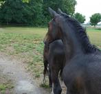 Dressuur merrieveulen, Dieren en Toebehoren, Paarden, Merrie, Minder dan 160 cm, Niet van toepassing, Dressuurpaard