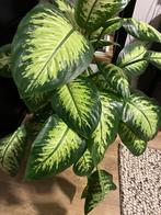 Plant met pot, Ophalen, Halfschaduw, In pot, Minder dan 100 cm