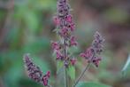 Stachys sylvatica – Bosandoorn, Bio (nog 5), Bodembedekkers, Vaste plant, Ophalen of Verzenden, Halfschaduw