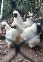 2 Zijdehoender groot hanen, Mannelijk