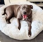 Liefste bully XL teefje zoekt gouden mand, 1 tot 2 jaar, Teef, Parvo, Bulldog