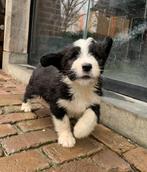 Bernedoodle pups | Berner Sennen x Doodle, Dieren en Toebehoren, CDV (hondenziekte), Meerdere, 8 tot 15 weken, Meerdere dieren