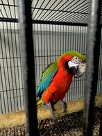 Harlekijn ara, Dieren en Toebehoren, Mannelijk, Papegaai, Pratend