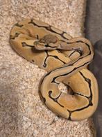 Python regius 1.0 od pinstripe dg, Dieren en Toebehoren, Reptielen en Amfibieën, Slang, 0 tot 2 jaar