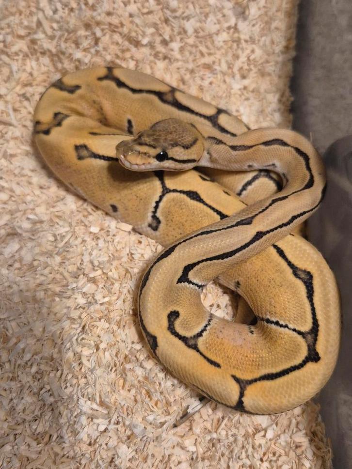 Python regius 1.0 od pinstripe dg