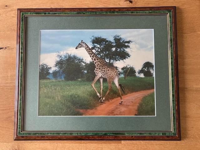 Foto Giraf Ingelijst met passe partout 56 b x 46 h, Ophalen, Zo goed als nieuw, Minder dan 50 cm, Minder dan 50 cm