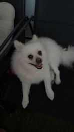 Snowy (pomsky), Dieren en Toebehoren, Honden | Poolhonden, Keeshonden en Oertypen, Rabiës (hondsdolheid), Reu, Eén hond, 3 tot 5 jaar