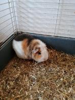 Lieve en eenzaamheid zeugje cavia, Dieren en Toebehoren, Knaagdieren, Cavia, Vrouwelijk, Tam, Oktober