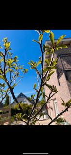 Magnolia Liliiflora Boom, Tuin en Terras, Overige soorten, Lente, 100 tot 250 cm, Ophalen