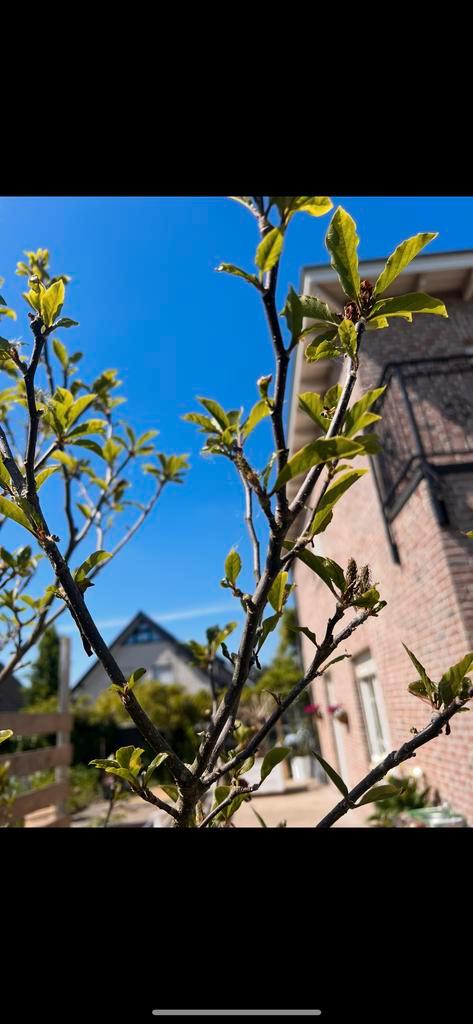 Magnolia Liliiflora Boom, Tuin en Terras, Planten | Bomen, Overige soorten, 100 tot 250 cm, Volle zon, Lente, In pot, Ophalen