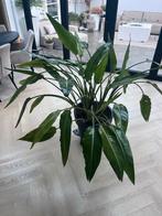 Strelitzia met bloem en nieuwe bladeren, Huis en Inrichting, Kamerplanten, Ophalen, 100 tot 150 cm, Overige soorten, Halfschaduw