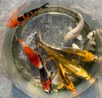 Kleurrijke mix TOP kois! Fotos spreken voor zich., Karper of Koi