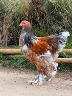 Brahma porselein trio, Dieren en Toebehoren, Pluimvee, Meerdere dieren, Kip