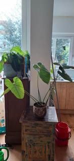 Philodendron Lynamii, Overige soorten, In pot, Minder dan 100 cm, Groene kamerplant