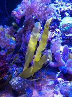 Wier Macro-alg Caulerpa, Dieren en Toebehoren, Vis