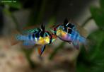Microgeophagus ramerezi, Vis, Zoetwatervis, Schoolvis