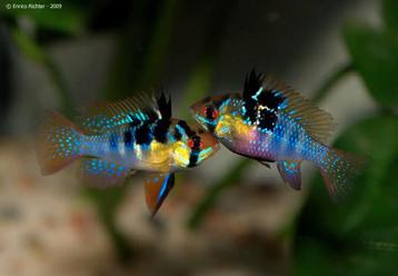 Microgeophagus ramerezi beschikbaar voor biedingen