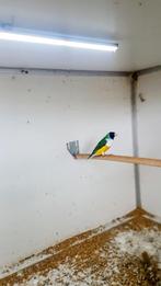 Te koop koppels gouldamadines, Meerdere dieren