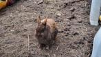 Nieuw huisje gezocht, Dieren en Toebehoren, Konijnen, Vrouwelijk, Dwerg