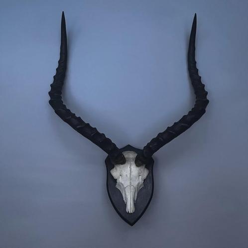 Impala schedel met hoorns op hout, Verzamelen, Dierenverzamelingen, Zo goed als nieuw, Schedel, Overige soorten, Ophalen