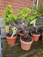 Bonsai Vitis druif 60-70cm hoog, Tuin en Terras, Planten | Tuinplanten, Halfschaduw, Zomer, Ophalen of Verzenden, Overige soorten