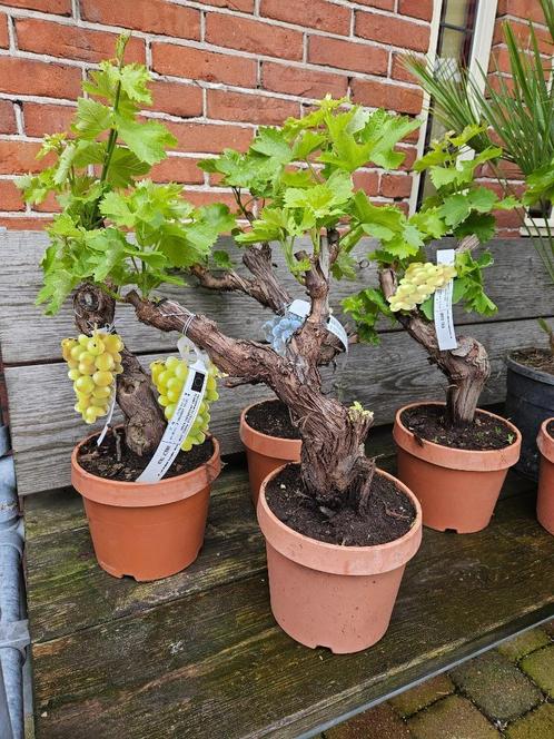 Bonsai Vitis druif 50-60cm hoog, Tuin en Terras, Planten | Tuinplanten, Overige soorten, Halfschaduw, Zomer, Ophalen of Verzenden