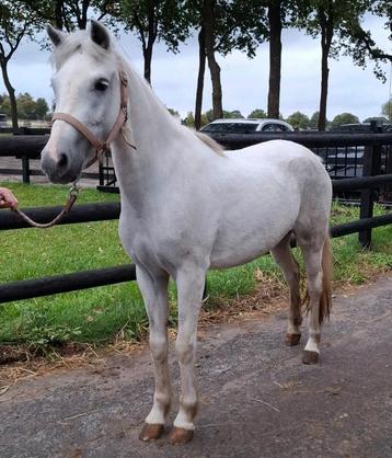 Brave 5 jr C pony-1,35(recreatie-manege-sport) beschikbaar voor biedingen