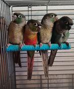 Pyrrhura molinea, Dieren en Toebehoren, Vogels | Parkieten en Papegaaien, Meerdere dieren, Parkiet, Geringd