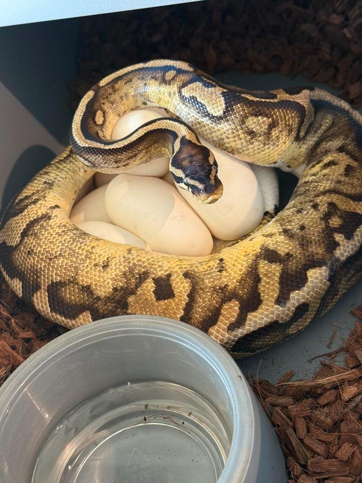 Ballpython koningspython