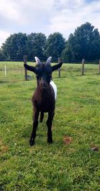 Tam jong bont bokje, Dieren en Toebehoren, Schapen, Geiten en Varkens, Mannelijk, Geit, 0 tot 2 jaar