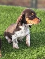 Te koop Dwerg Teckel pups (tekkel), Nederland, CDV (hondenziekte), 8 tot 15 weken, Korthaar