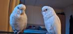 Koppel kakatoe, Dieren en Toebehoren, Vogels | Parkieten en Papegaaien, Meerdere dieren, Parkiet