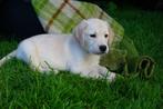 Golden Retriever x Labrador pups, Dieren en Toebehoren, Honden | Retrievers, Spaniëls en Waterhonden, Golden retriever, CDV (hondenziekte)