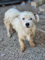 Nicky zoekt een baasje, Rabiës (hondsdolheid), Buitenland, Eén hond, Klein