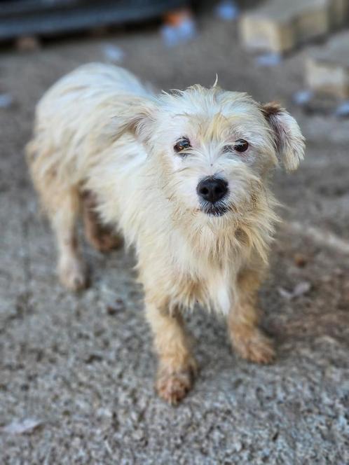 Nicky zoekt een baasje, Dieren en Toebehoren, Honden | Niet-rashonden, Klein, Reu, Handelaar, Eén hond, Buitenland, 3 tot 5 jaar