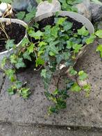 Hedera Hibernica, Ophalen, Overige soorten, Struik, Minder dan 100 cm
