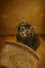 🐾 Twee Lieve Kittens Zoeken een Gouden Mandje! 🐾, Meerdere dieren, Langharig, 0 tot 2 jaar