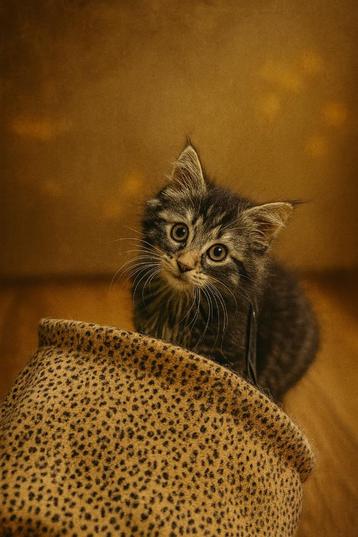 🐾 Twee Lieve Kittens Zoeken een Gouden Mandje! 🐾 beschikbaar voor biedingen