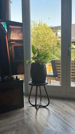 Plantje incl pot en krukje, Ophalen, Overige soorten, Minder dan 100 cm